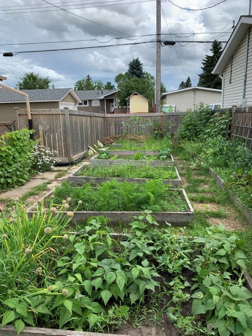 backyard garden