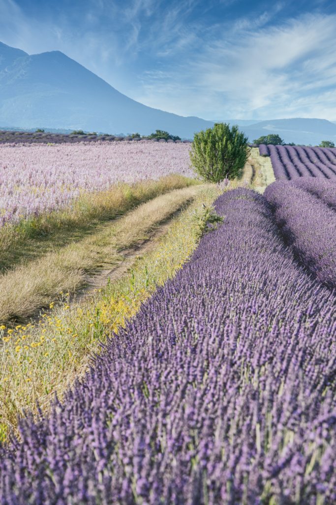 a field of purple lavender flowers